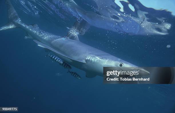blue shark : prionace glauca, &  pilot fish naucrates ductor,   nz - pilot fish stock pictures, royalty-free photos & images
