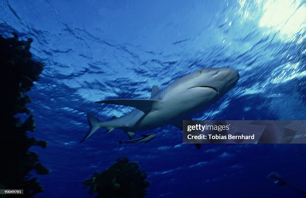 Gray reef shark: carcharhinus amblyrhynchos w.shark sucker following niue