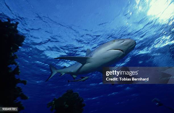 gray reef shark: carcharhinus amblyrhynchos  w.shark sucker following  niue - niue 個照片及圖片檔