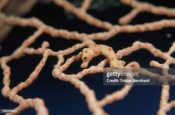 pygmy seahorse: hippocampus sp.  in gorgonia  papua new guin ea - gorgonia sp stock pictures, royalty-free photos & images
