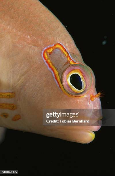 arc eye hawkfish: paracirrhites arcatus  close-up portrait o f head  p.f. - arc eye hawkfish stock pictures, royalty-free photos & images