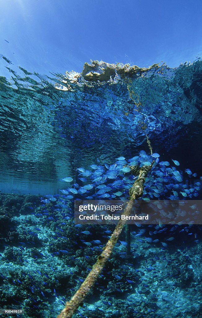 Blue-green chromis: chromis viridis schooling on rope p.f.