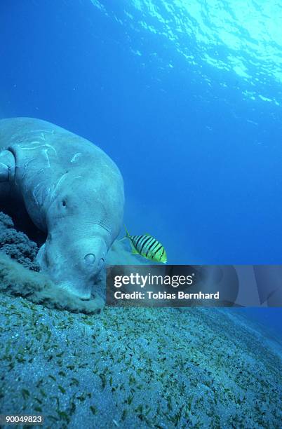 dugong: dugong dugon feeding vanuatu - dugong stock pictures, royalty-free photos & images