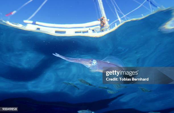 bigfin reef squid: sepioteuthis lessoniana  with boat in bac kground  new caledonia - bigfin reef squid stock pictures, royalty-free photos & images