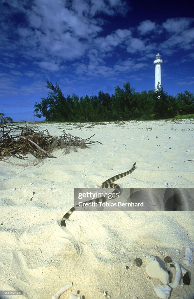Banded sea krait: laticauda columbrina on beach isl. armed ee, new caledonia