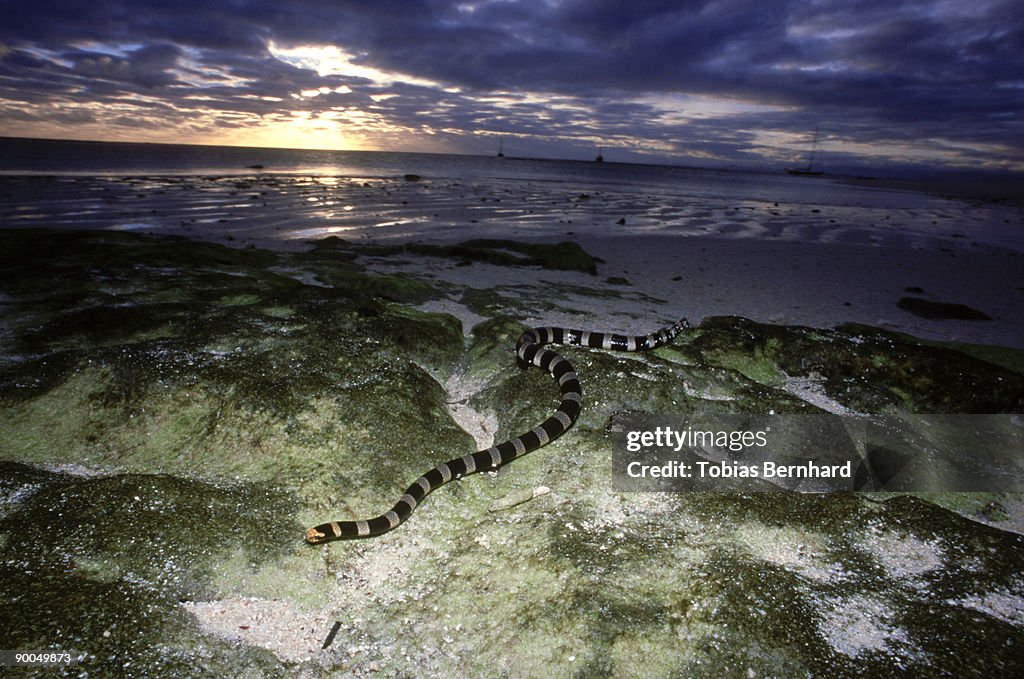 Banded sea krait: laticauda columbrina on rocks isl. armed ee, new caledonia