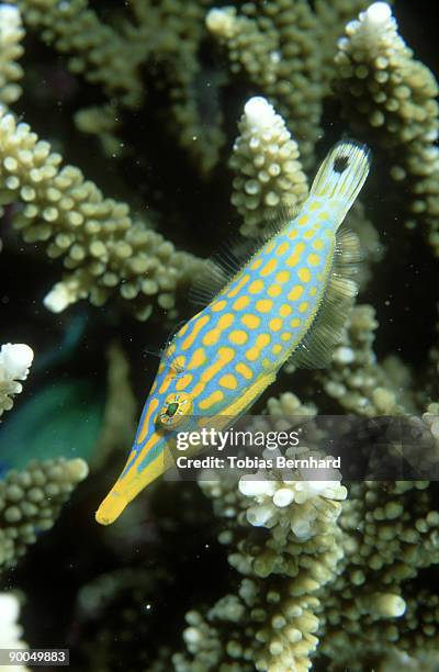 Japanese File Fish 925 Filefish Stock Photos, High-Res Pictures, and Images - Getty Images