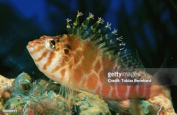 threadfin hawkfish: cirrhitichthys aprinus  milne bay, png - hawkfish stock pictures, royalty-free photos & images