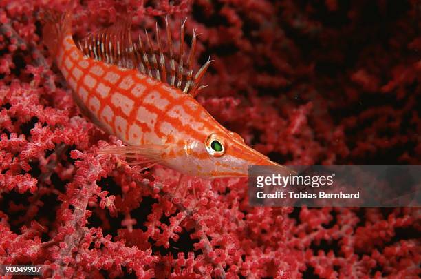 long-nosed hawkfish: oxycirrhites typus  in gorgonian fan  m ilne bay, png - hawkfish stock-fotos und bilder