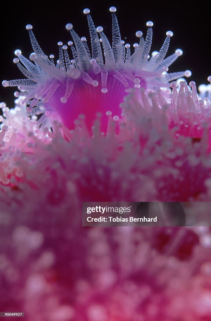 Jewel anemones: corynactis haddoni new zealand