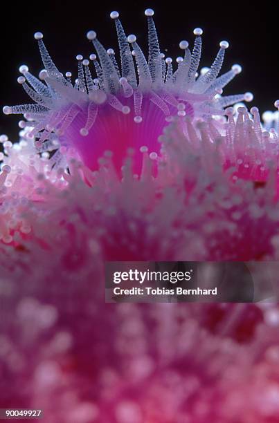 jewel anemones: corynactis haddoni  new zealand - corallimorpharia stock pictures, royalty-free photos & images