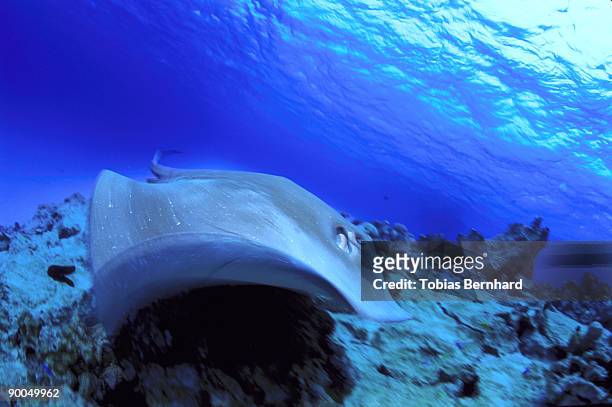 short tail stingray - beveridge reef stock pictures, royalty-free photos & images