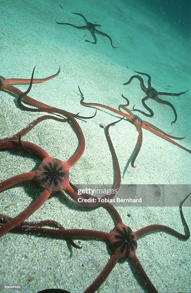 Snake starfish pectinura malculata congregating on sand new zealand