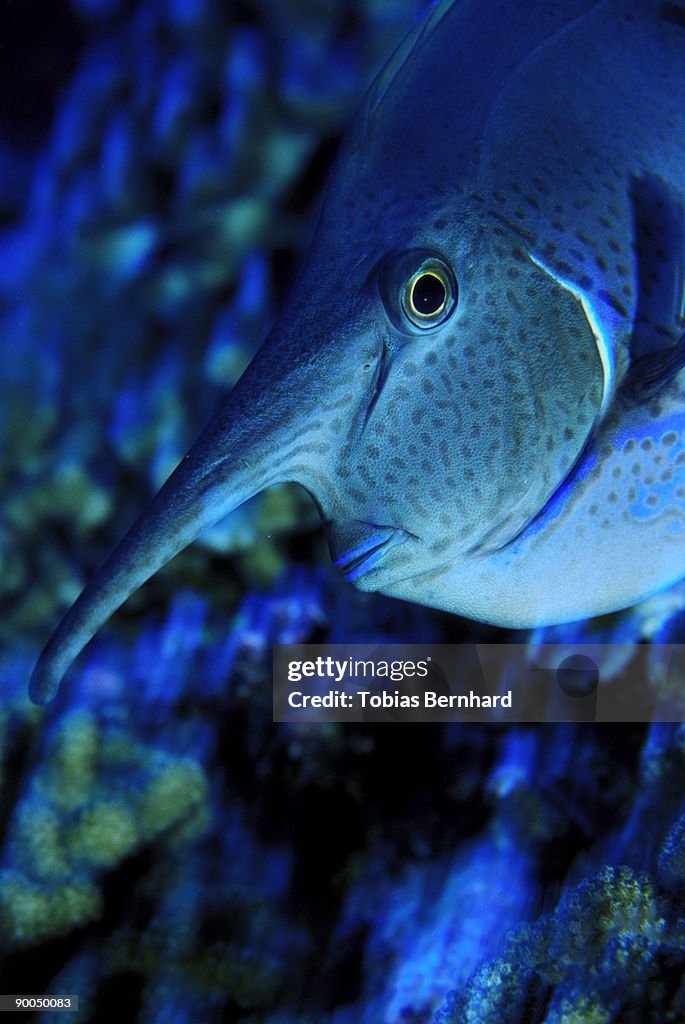Spotted unicornfish naso brevirostris p.f.