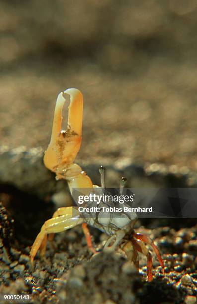 fiddler crabs, uca sp, fiji - wenkkrab stockfoto's en -beelden