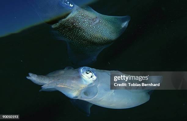 big fin reef squid, sepioteuthis sepioidea, new caledonia - bigfin reef squid stock pictures, royalty-free photos & images