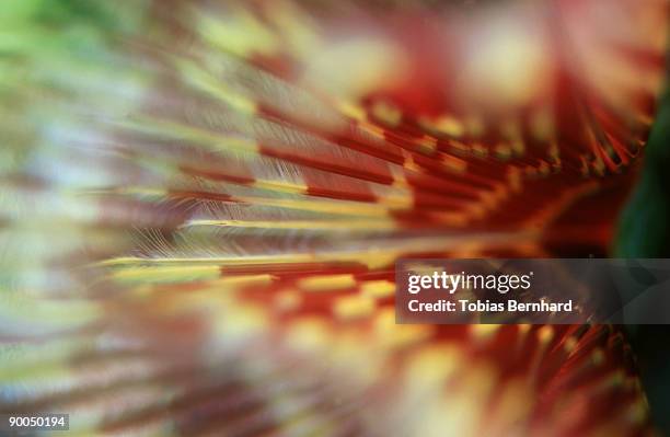feather worm, detail, milne bay, papua new guinea - guinea worm stock pictures, royalty-free photos & images
