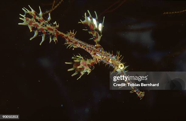 harlequin ghost pipefish, solenotomus paradoxus, papua new guinea - halicampus macrorhynchus peixe cachimbo fantasma - fotografias e filmes do acervo