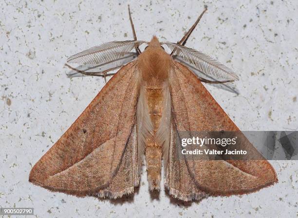 moth (compsoptera opacaria) - geometridae stock pictures, royalty-free photos & images