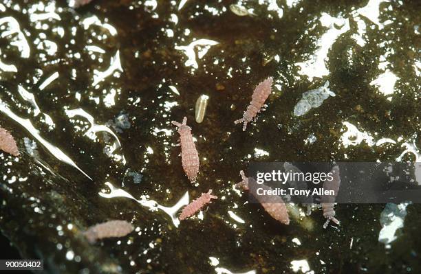 springtails, in a compost heap  southern england - collembola stock pictures, royalty-free photos & images