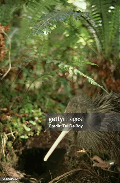 okarito brown kiwi: apteryx australis, total pop. 200, rare okarito variety, male, westland np, nz - kiwivogel stock-fotos und bilder