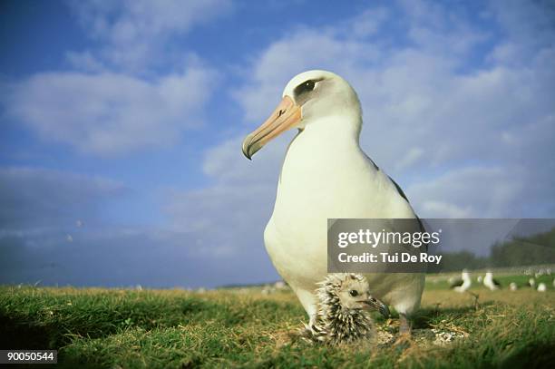 laysan albatross: diomedea immutabilis,  parent guarding young chick,  midway atoll, hawaii - midway atoll stock-fotos und bilder