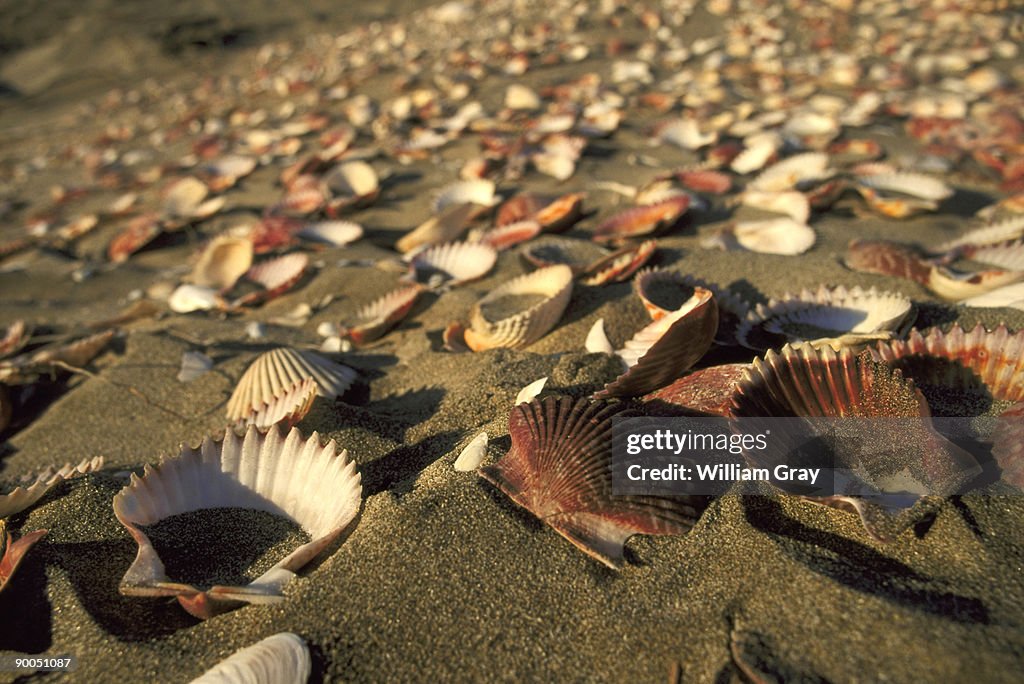 Scallops and cockles washed up on pacific coast barrier island, magdalena bay, baja california