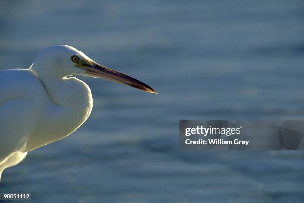 eastern reef egret - egretta sacra stock pictures, royalty-free photos & images