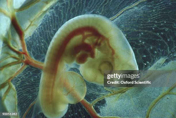 chick, gallus gallus, embryo 3 1/2 days - animal embryo stock pictures, royalty-free photos & images