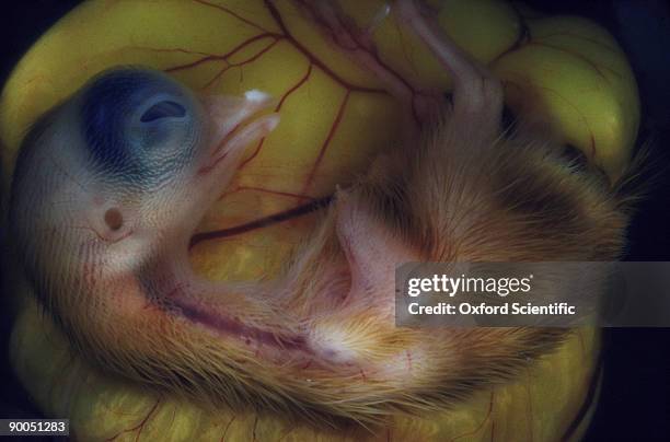 chick embryo gallus gallus 12 day old chick - day old chicks stock pictures, royalty-free photos & images