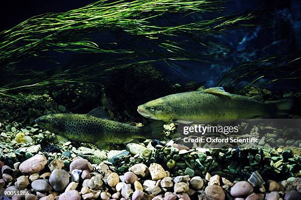 brown trout salmo trutta fario male(right)attending female (left) on nest - brown trout stock pictures, royalty-free photos & images