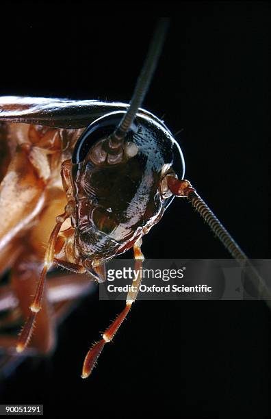 american cockroach periplaneta americana - blatta americana stock pictures, royalty-free photos & images