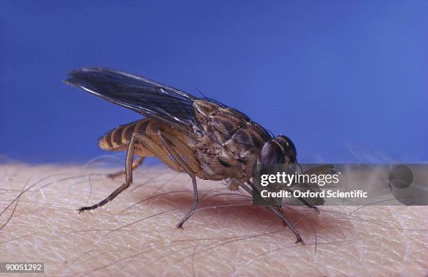 tsetse fly glossina austeni - tsetse fly 個照片及圖片檔