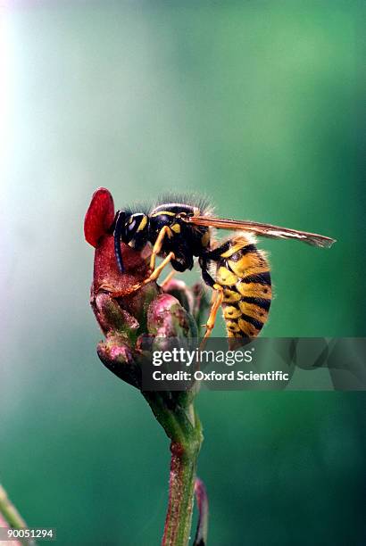 wasp vespula vulgaris worker wasp at figwort oxon., u.k. - wespe stock-fotos und bilder