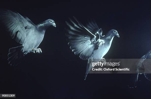 pigeon, columba livia, multi-flash strobe of flying, oxon, uk - columbiformes stock pictures, royalty-free photos & images