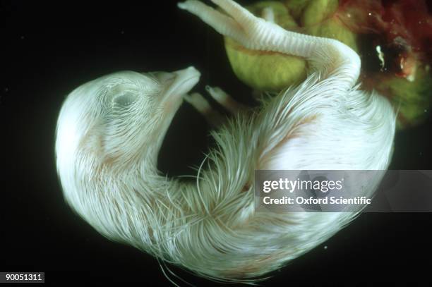 chick, gallus gallus, 19 days - embryos stock pictures, royalty-free photos & images