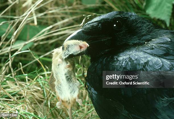 Crow Mouse 8,981 Mouse Bird Stock Photos, High-Res Pictures, and Images - Getty Images