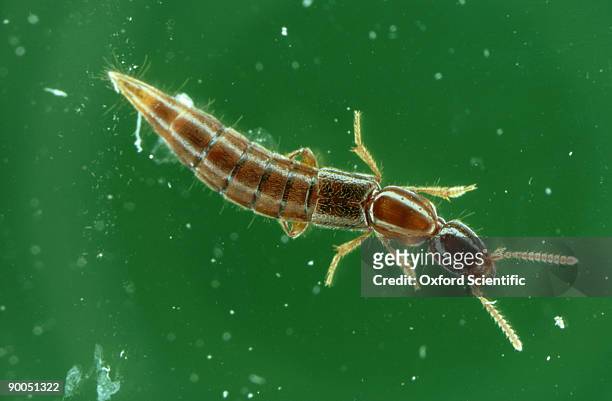 rove beetle, soil dwelling - asnillo fotografías e imágenes de stock
