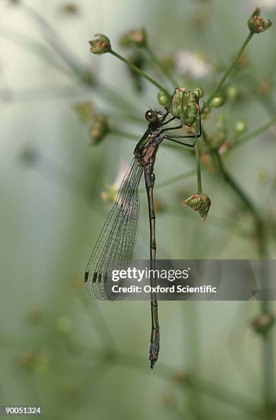 emerald damselfly, lestes sponsa, immature male, surrey, uk - sponsa stock-fotos und bilder