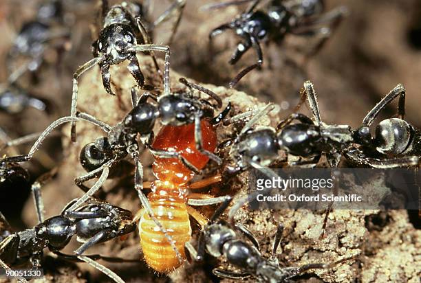 termite, macrotermes sp, being attacked by matabele ants, zimbabwe - isoptera stock pictures, royalty-free photos & images