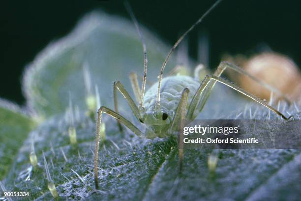 nettle aphid, microlophium evansii - aphid stock pictures, royalty-free photos & images