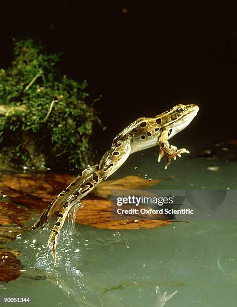 leopard frog, rana pipiens, leaping - kikker kikvorsachtige stockfoto's en -beelden