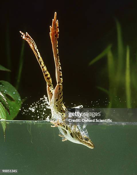 Frog In Motion Frog Hop Motion Photos and Premium High Res Pictures - Getty Images