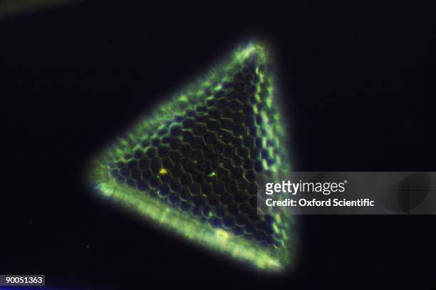 diatom triceratium sp. - diatom stock pictures, royalty-free photos & images