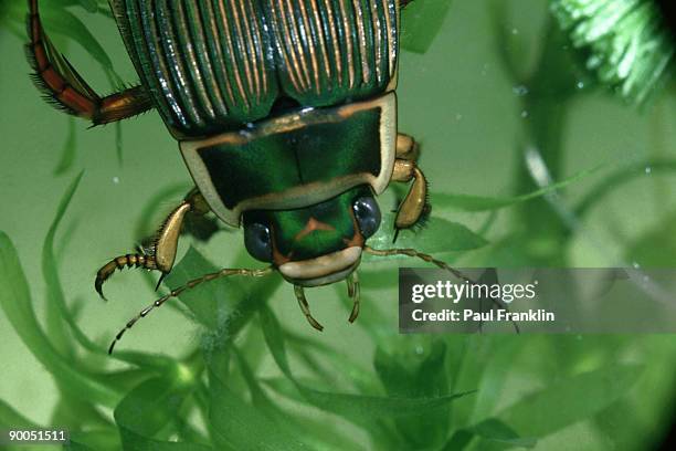 great diving beetle, dytiscus marginalis, female, oxon, uk - diving beetle fotografías e imágenes de stock