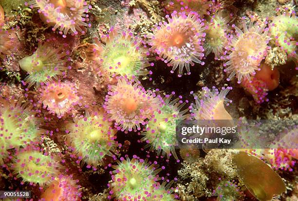 jewel anemones: corynactis viridis  county kerry, ireland - corallimorpharia stock pictures, royalty-free photos & images