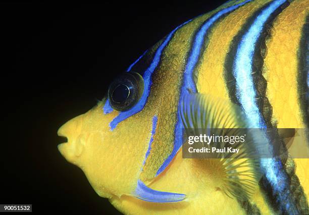 royal angelfish, pygoplites diacanthus, head, gulf of anaba, red sea - royal angelfish stock pictures, royalty-free photos & images