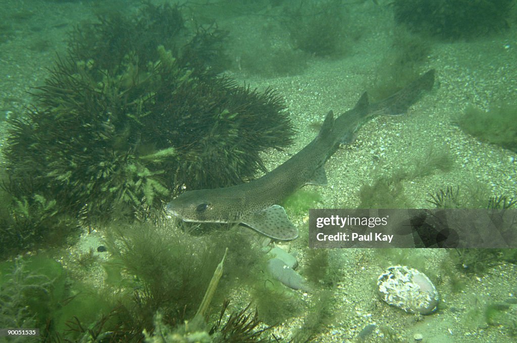 Lesser Spotted Dogfish Scyliorhinus Canicula North Wales Uk High Res lesser-spotted-dogfish-scyliorhinus-canicula-north-wales-uk-high-res