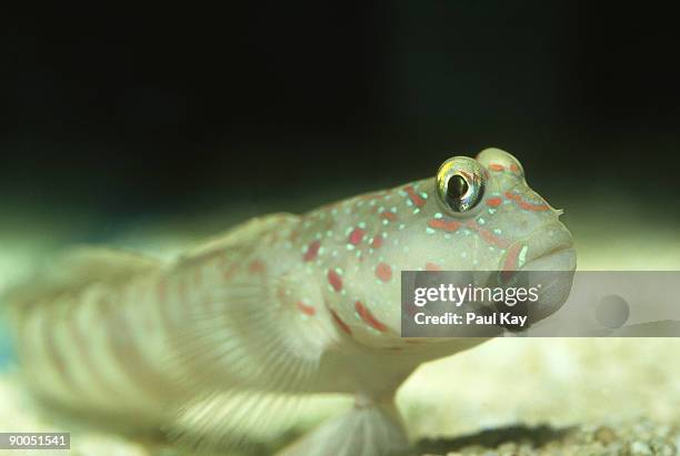 Grumpy Drawfgoby Fish Grumpy Fish Photos and Premium High Res Pictures - Getty Images