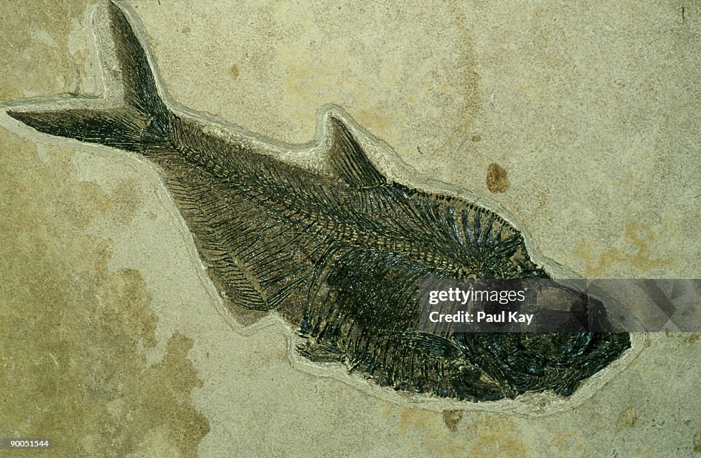 Fossil fish (eocene): diplomystus humilus green river, warfield quarry, wyoming, usa.